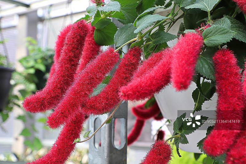 狗尾红上的红色绒毛图片素材