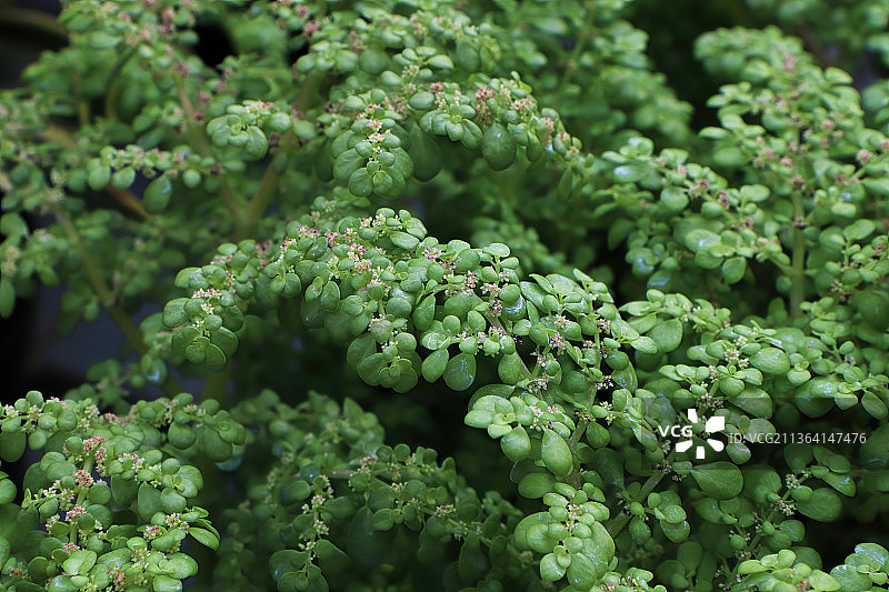 密叶红closeup的精致花朵图片素材