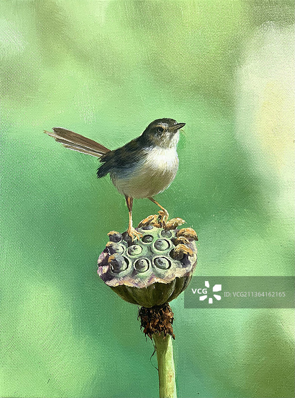 莲蓬|油画图片素材