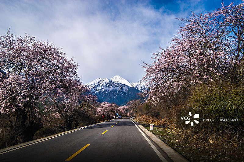 西藏林芝桃花图片素材