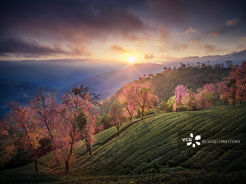 无量山冬樱花图片素材