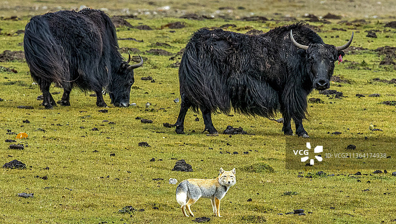 和谐共处图片素材