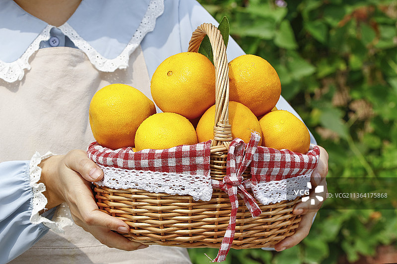 手里端着一篮新鲜爱媛果冻橙图片素材