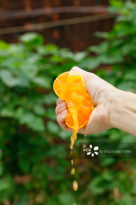 爆汁的爱媛果冻橙图片素材