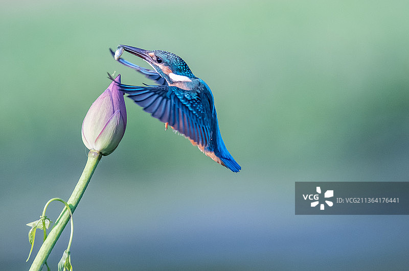 衔鱼小翠图片素材