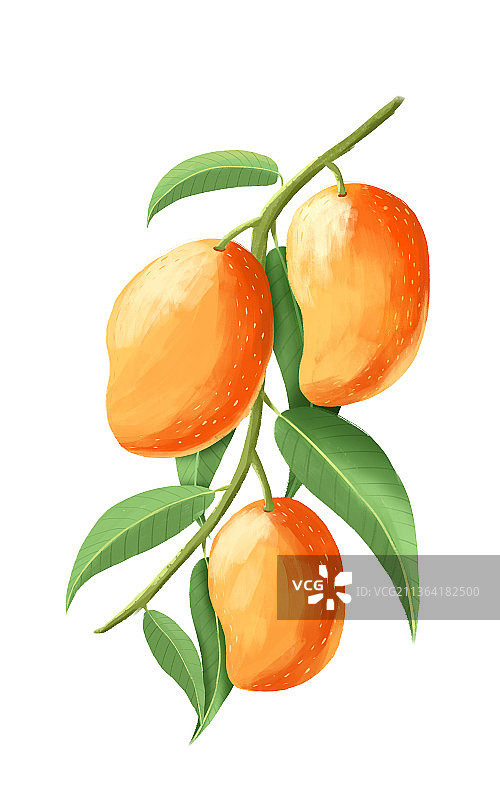 芒果水彩插画图片素材