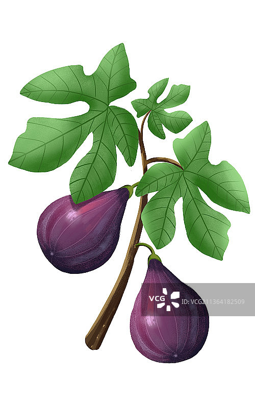 无花果水彩插画图片素材