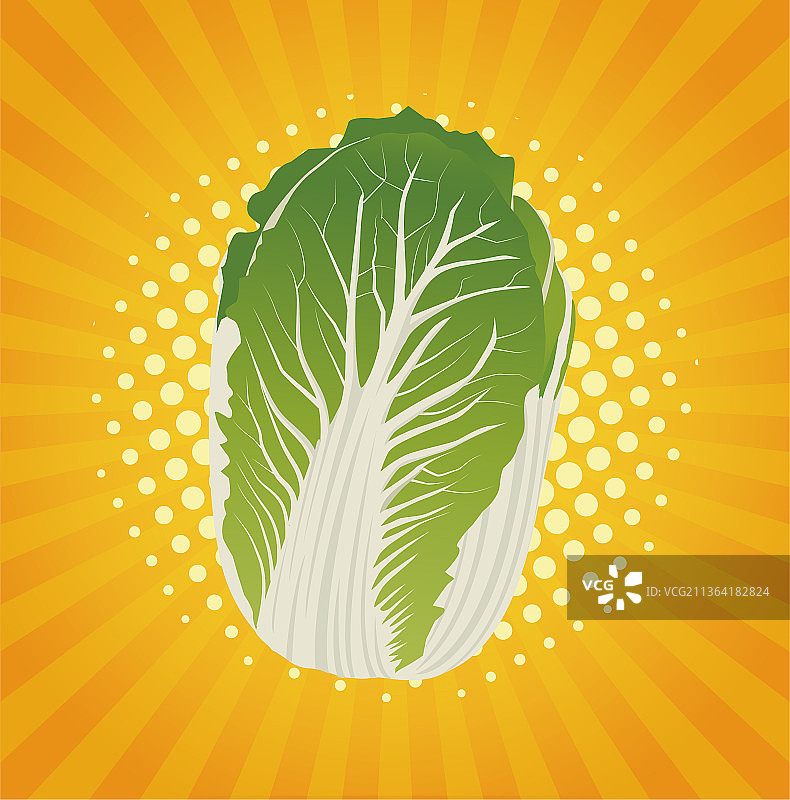 大白菜矢量插画图片素材