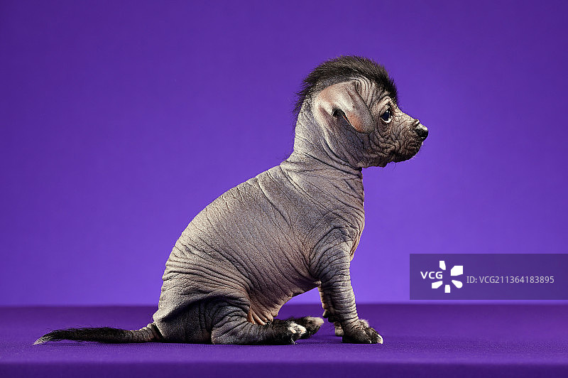 墨西哥无毛狗图片素材