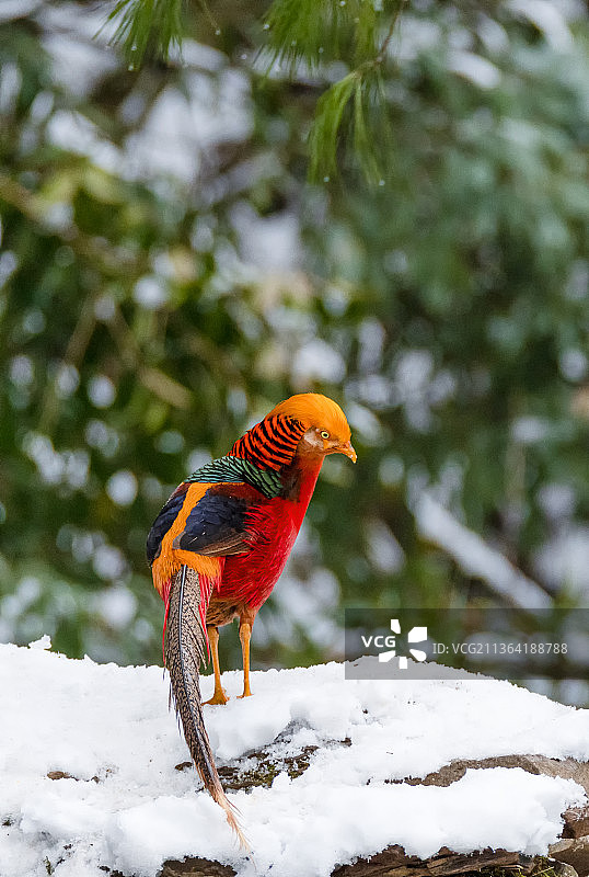 冬天的重庆金佛山，珍稀鸟类在雪中觅食图片素材