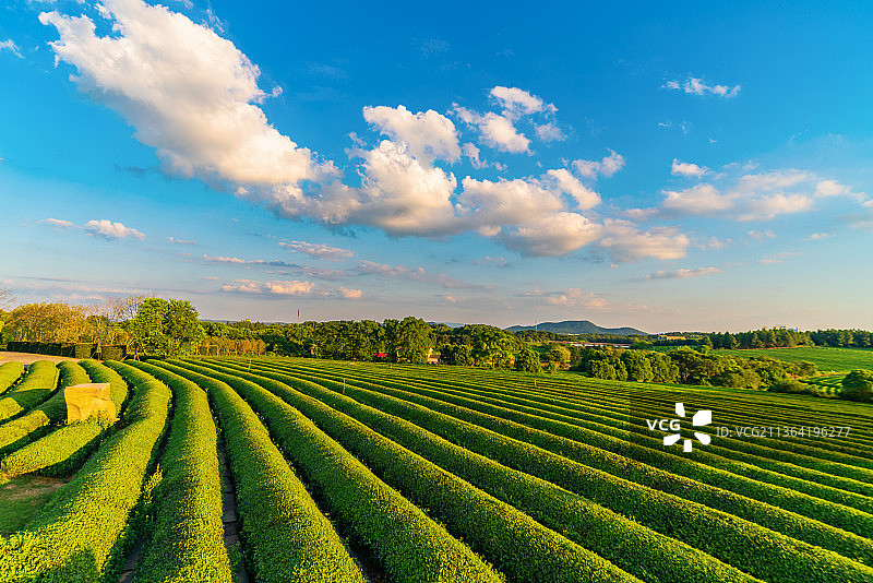 南昌凤凰沟茶海风光图片素材