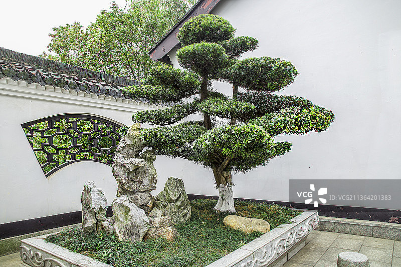 中式园林的罗汉松盆景图片素材