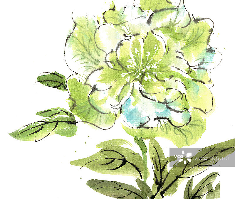 绿色的长寿花图片素材