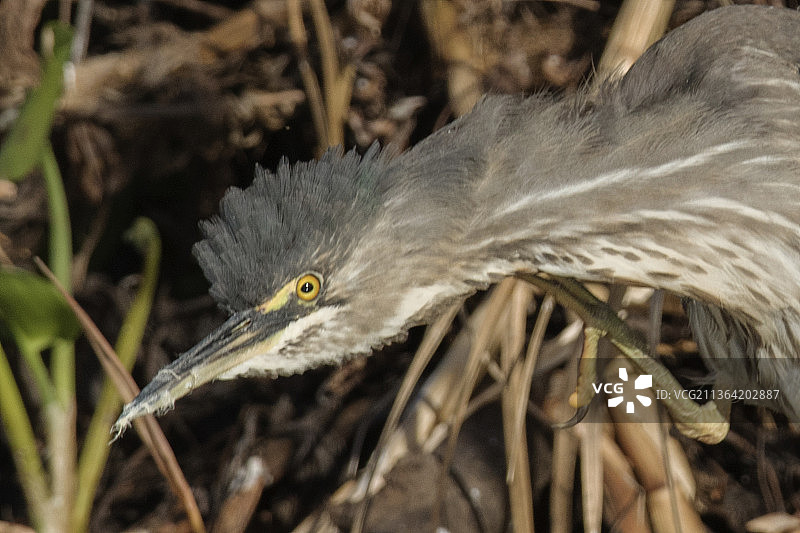 纹鹭近距离抓痒图片素材