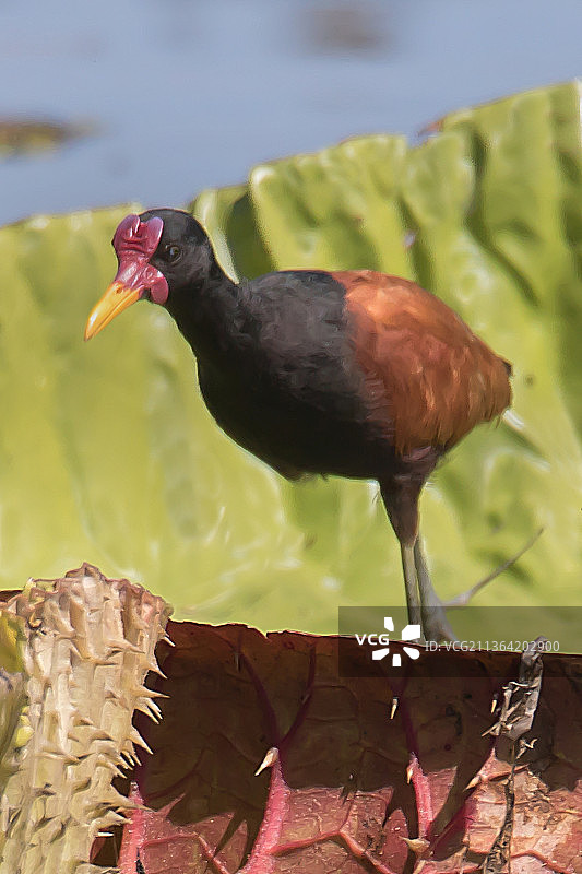 巨型睡莲上的距瓣豆娘图片素材