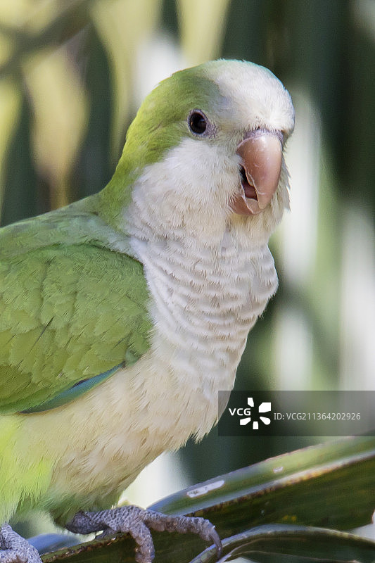 和尚鹦鹉特写图片素材