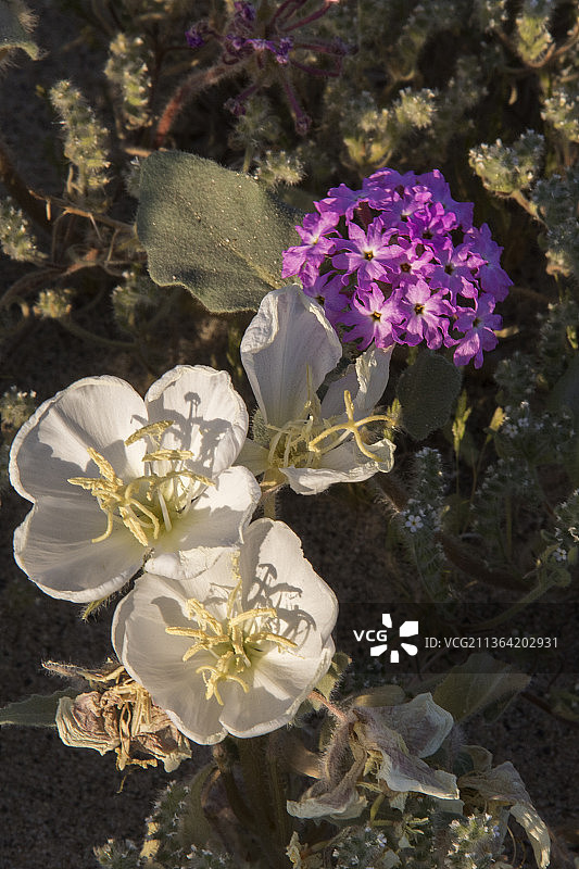 沙丘月见草和沙漠沙马鞭草花图片素材