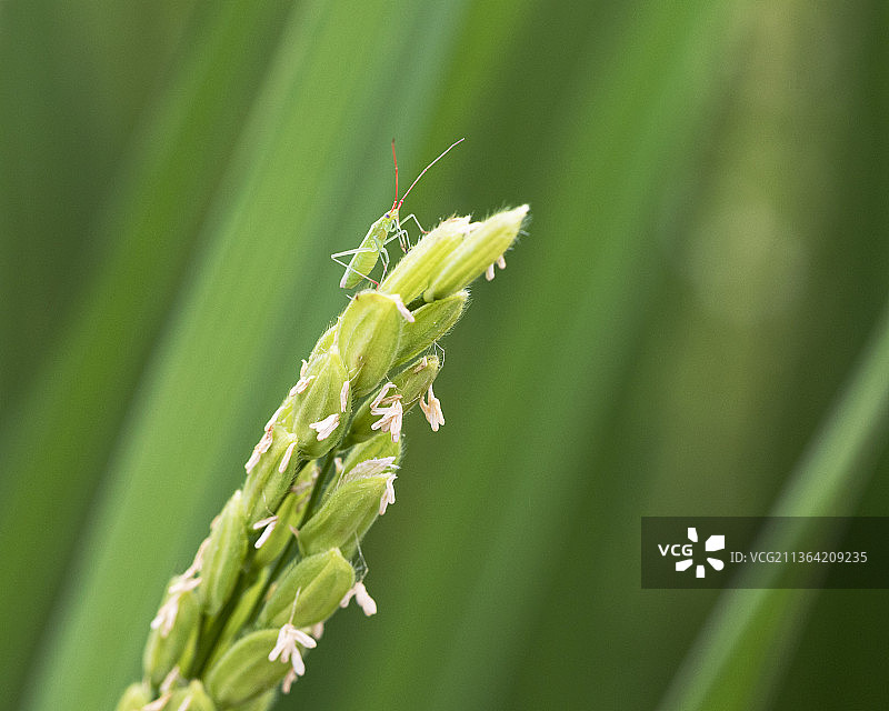 稻花飘香引虫来图片素材