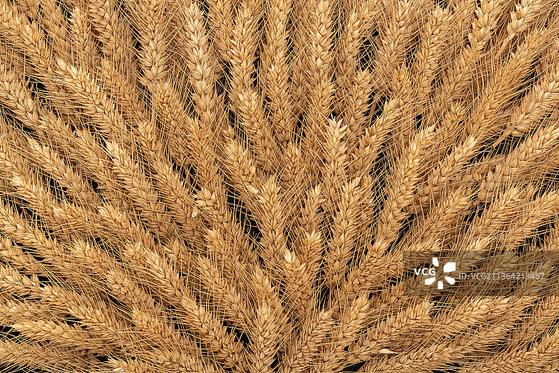 铺满的麦穗背景图图片素材