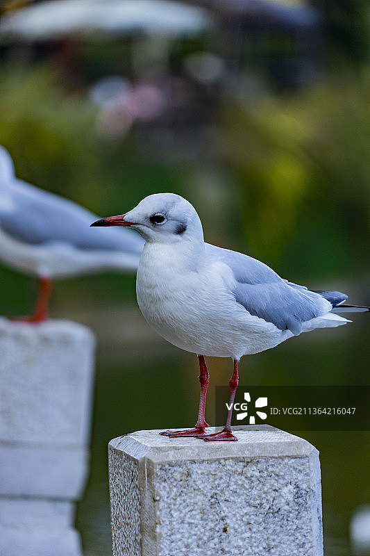 翠湖红嘴鸥图片素材