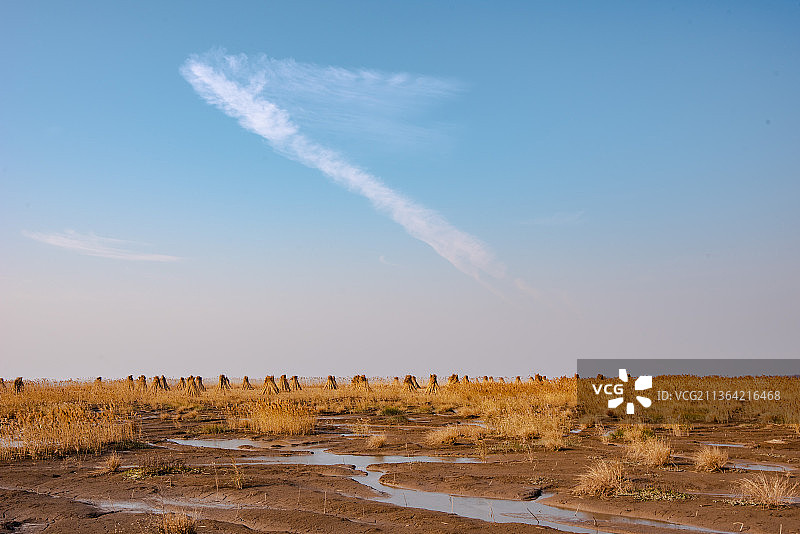 崇明西沙湿地图片素材