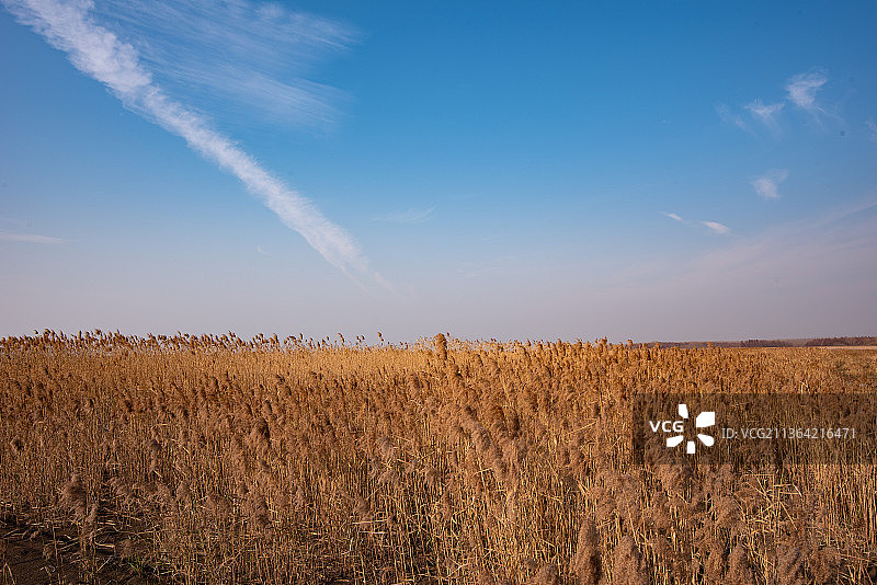 崇明西沙湿地图片素材