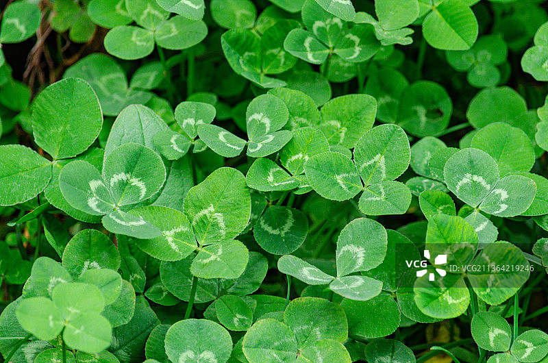 亚洲中国公园里的三叶草图片素材