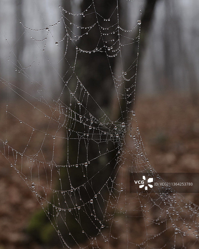 森林中带着露珠的蜘蛛网图片素材