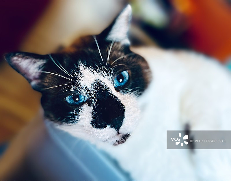 蓝色蓝宝石特写猫咪肖像图片素材