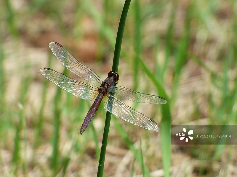 阿根廷草地上的蜻蜓特写图片素材
