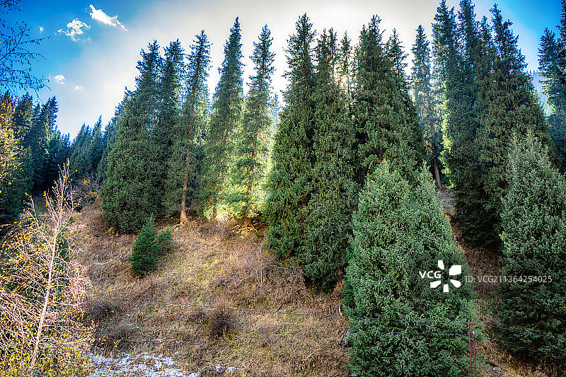 森林中松树的全景山景图片素材