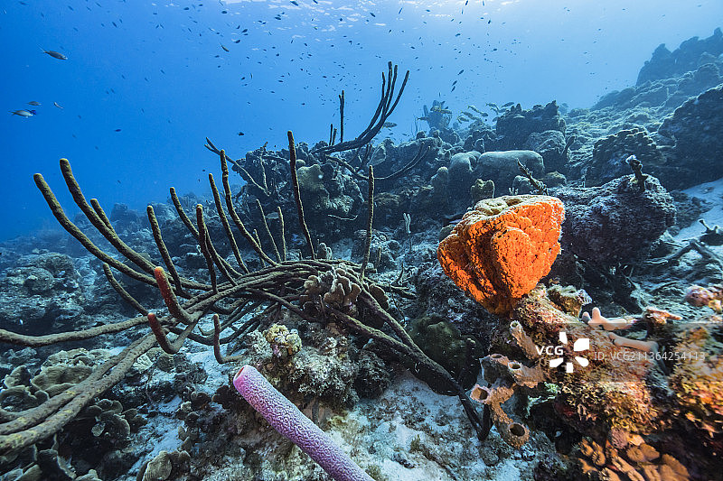 海中游动的鱼的特写图片素材