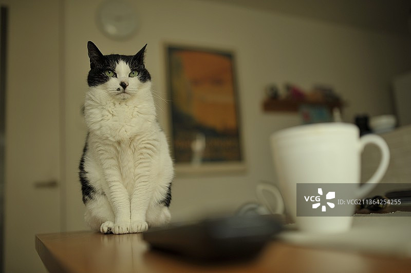 雨天，猫咪坐在家里的桌子上图片素材