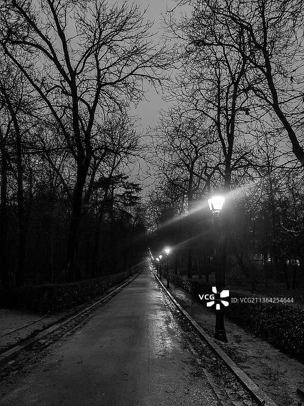 西班牙马德里夜晚树林中的孤独道路图片素材