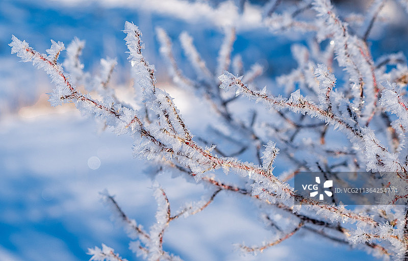 冰冻植物的特写图片素材