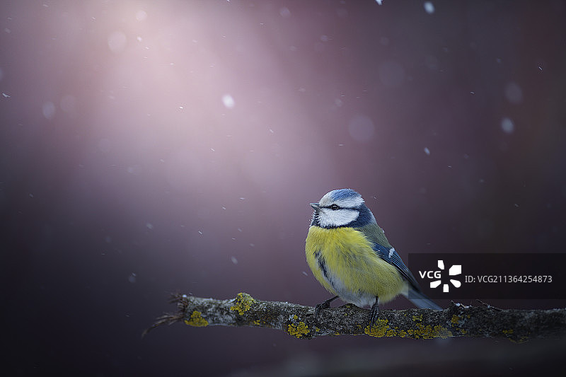 蓝山雀：栖息在俄罗斯树枝上的鸣禽蓝山雀特写图片素材