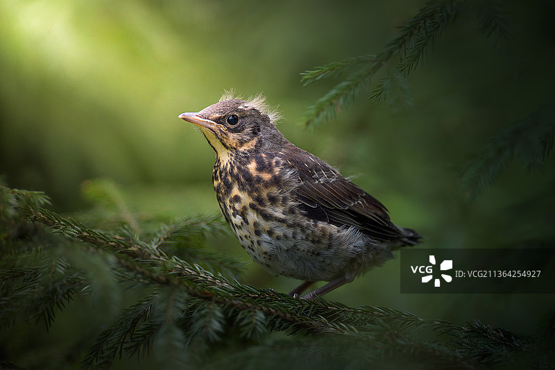 鸫鸟栖息于树枝特写图片素材