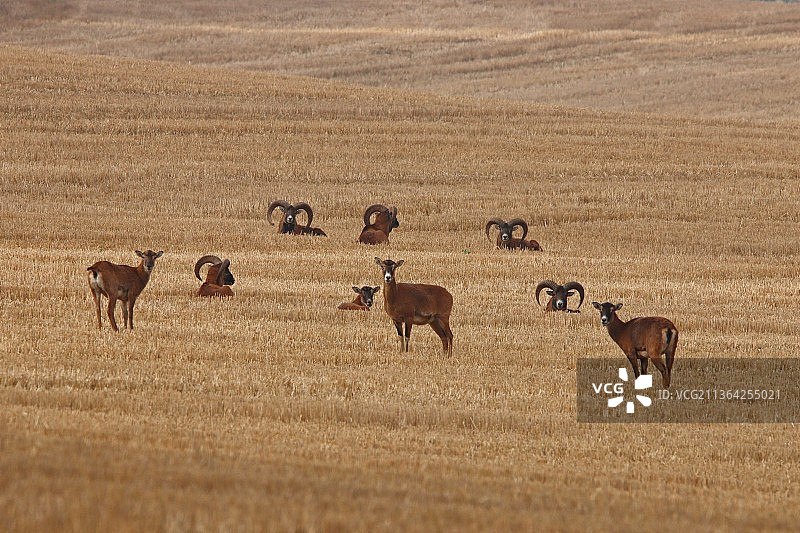 俯瞰奶牛在草地上吃草图片素材