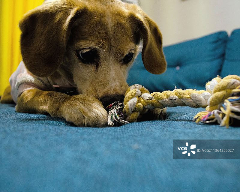 比格犬坐在家里的沙发上的特写图片素材