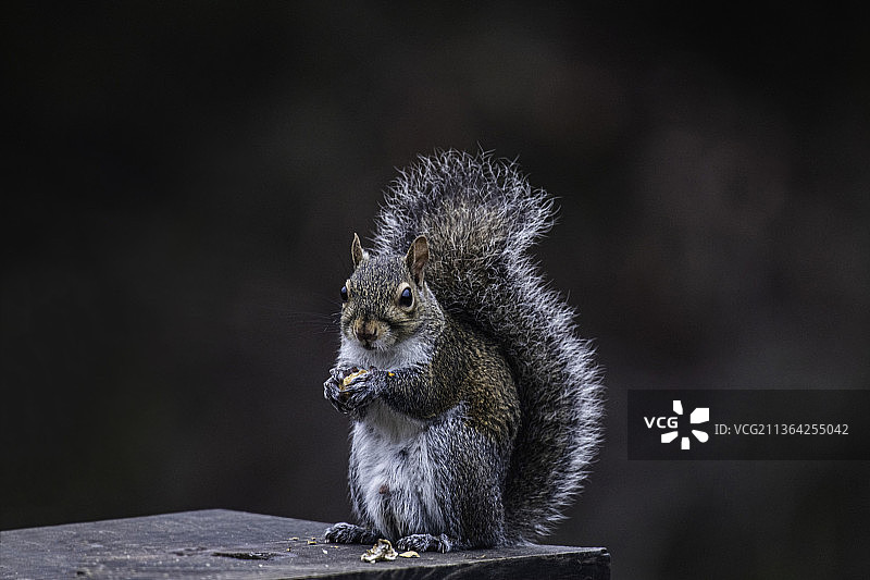 美国的灰松鼠特写图片素材