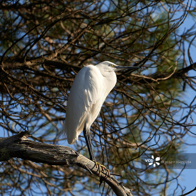 松树林中的小白鹭，低角度观察栖息在树上的大白鹭图片素材
