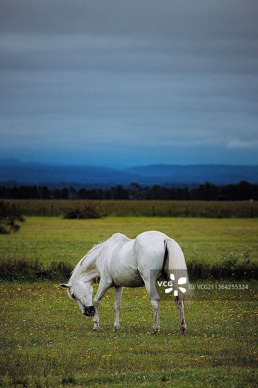 田野上的马，站在田野上的马的侧视图，背景是天空，杰维斯湾，新南威尔士州，澳大利亚图片素材