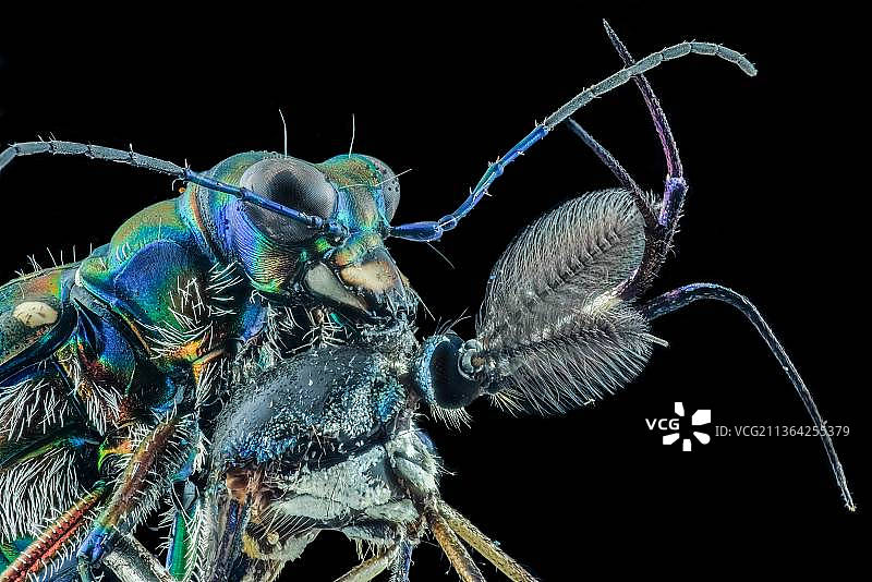 黑色背景植物上的虎甲虫特写图片素材