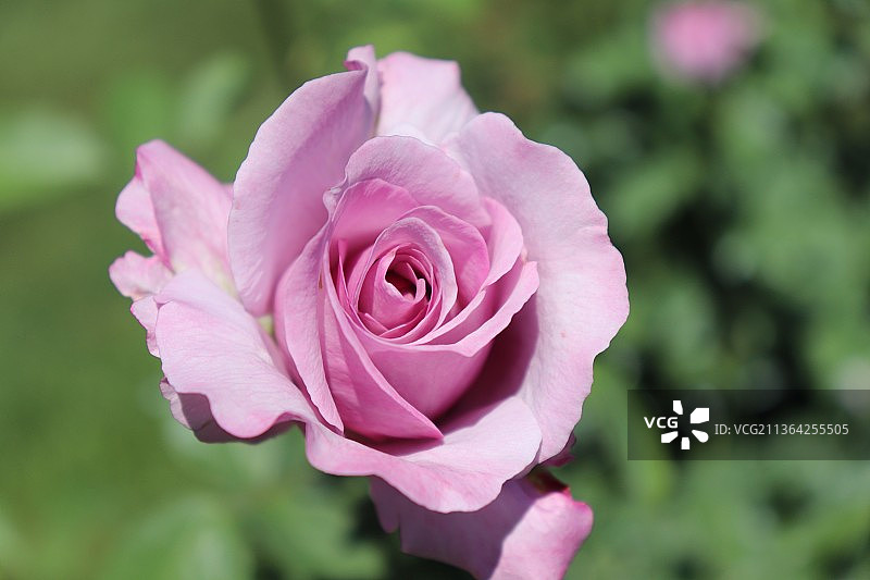 薰衣草玫瑰，粉红玫瑰特写，美国艾奥瓦州图片素材