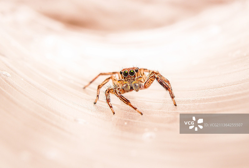跳蛛特写，布顿岛，东南苏拉威西，印度尼西亚图片素材