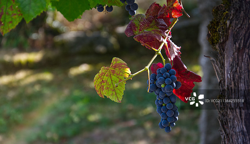 葡萄牙阿马兰特树上生长的葡萄特写图片素材