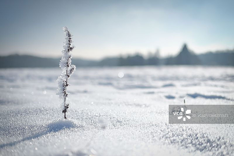 冰冻植物特写图片素材