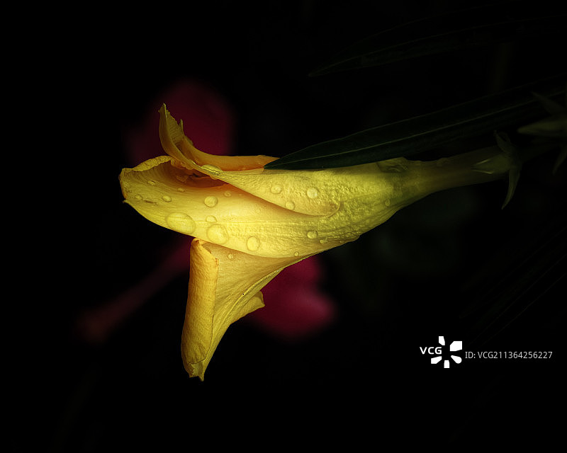 黑色背景下的黄色玫瑰花特写图片素材