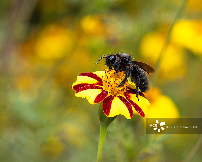 木蜂和黄色花朵图片素材