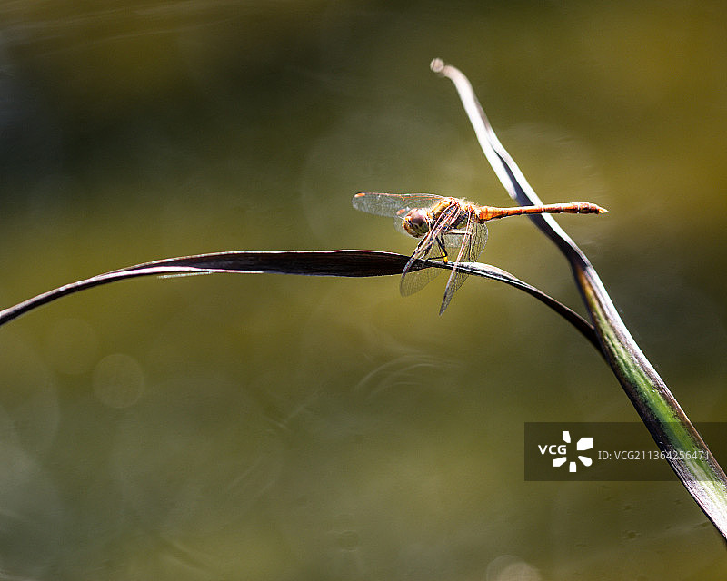 常见蓝色蜻蜓特写图片素材